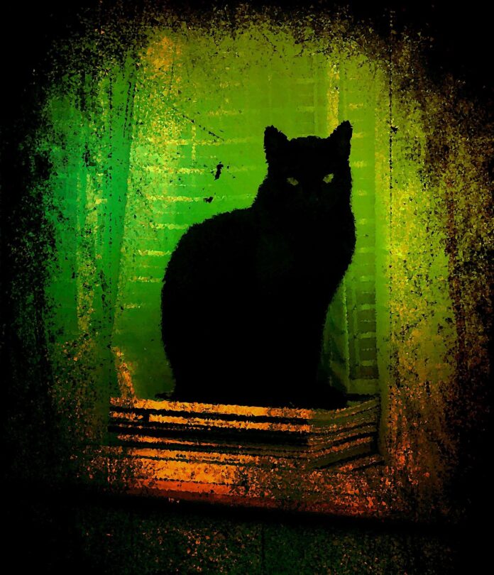 A black cat like the one in the black cat by Edgar Allan Poe