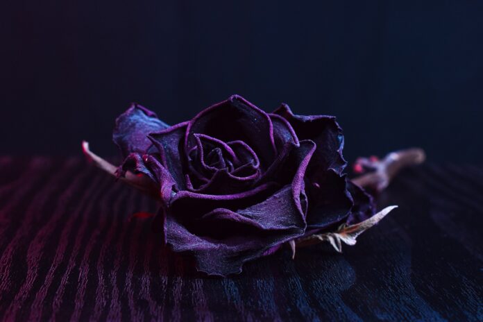 A dark dry rose symbol of darkness and decay