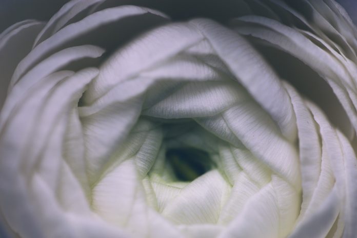 A beautiful photo of a ranunculus reminding a feeling of melancholy stillness