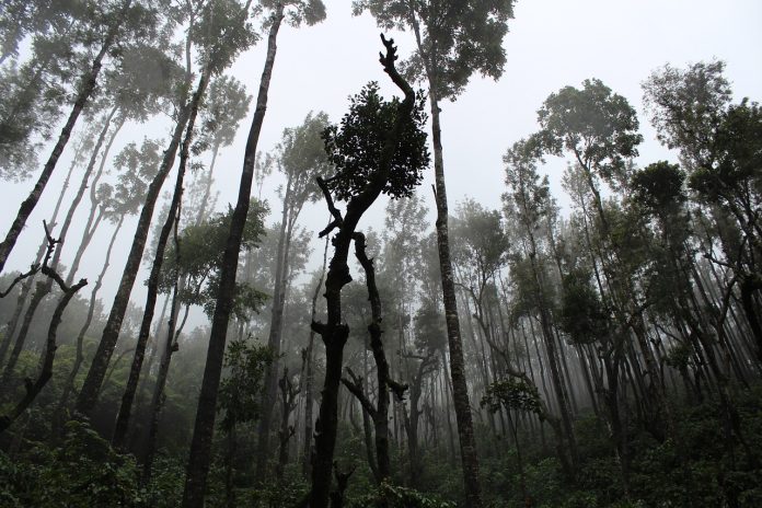 A dark forest evocative of Heart Of Darkness By Joseph Conrad